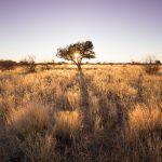 Desert Kalahari