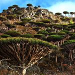 Socotra Island – Yemen