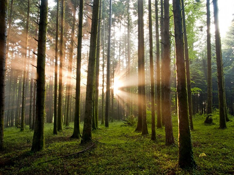 Top 10 Peaceful Forests In Italy