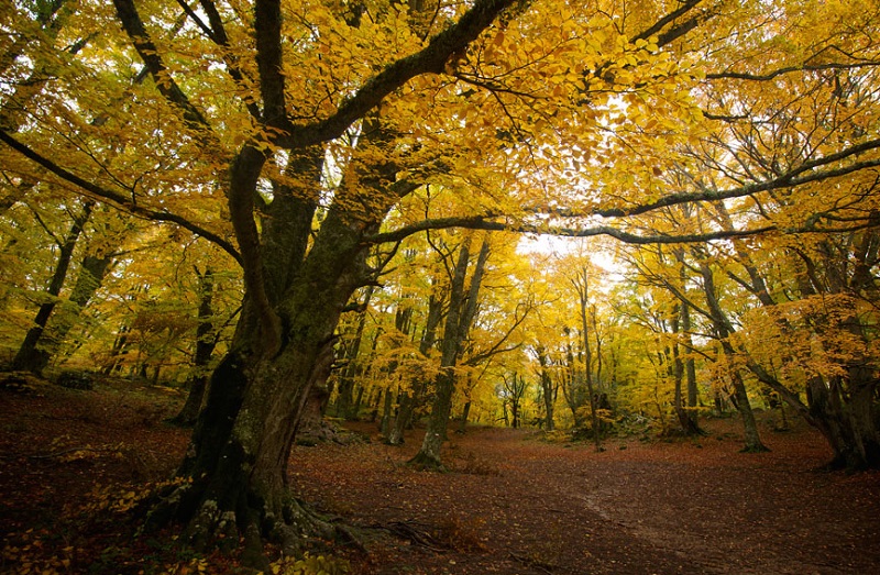 Bosco di Sant’Antonio, Abruzzo a - Lets Travel More