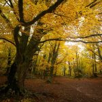 Bosco di Sant’Antonio, Abruzzo a