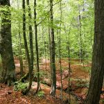 La Sila Forest, Italy