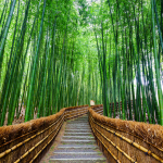 Arashiyama’s Path of Bamboo a