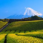 Green tea plantation and Mount Fuji, Shizuoka, Japan