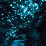 Waitomo Glowworm Caves, New Zealand a