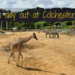 Colchester Zoo a