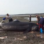 Basking Shark a