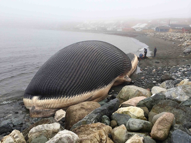 10 Largest Creatures Found On Shore