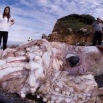 Giant Squid a