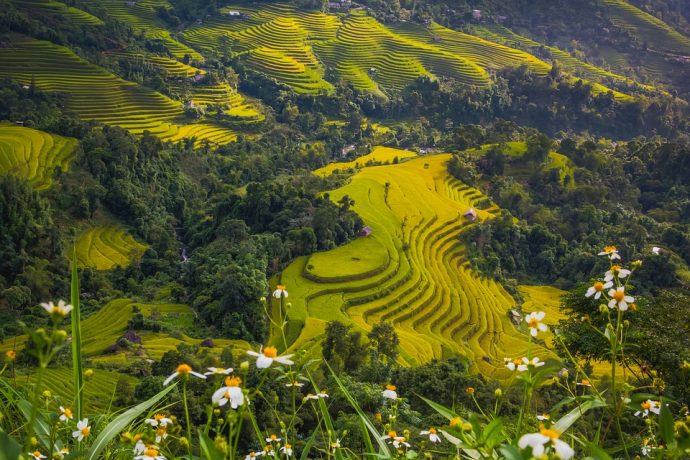 Fields in Vietnam