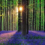 The Blue Forest a