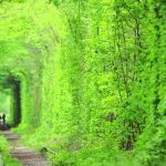 The Tunnel of Love a