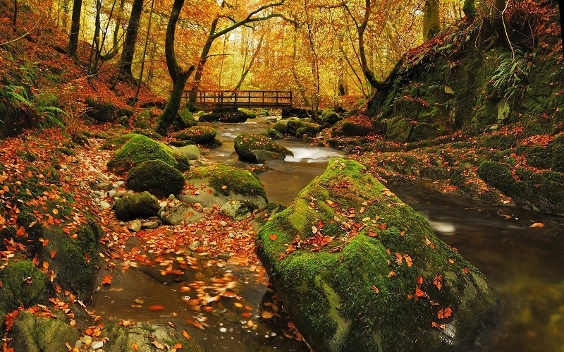 10 Most Beautiful Forests in England