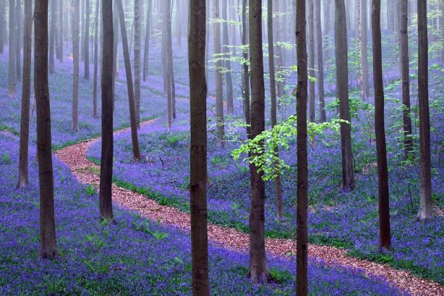 10 Most Beautiful Forests in Belgium