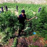 Albania Cannabis