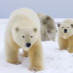 Polar bear sow and two cubs, Alaska