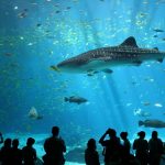 Largest aquarium in the world 1