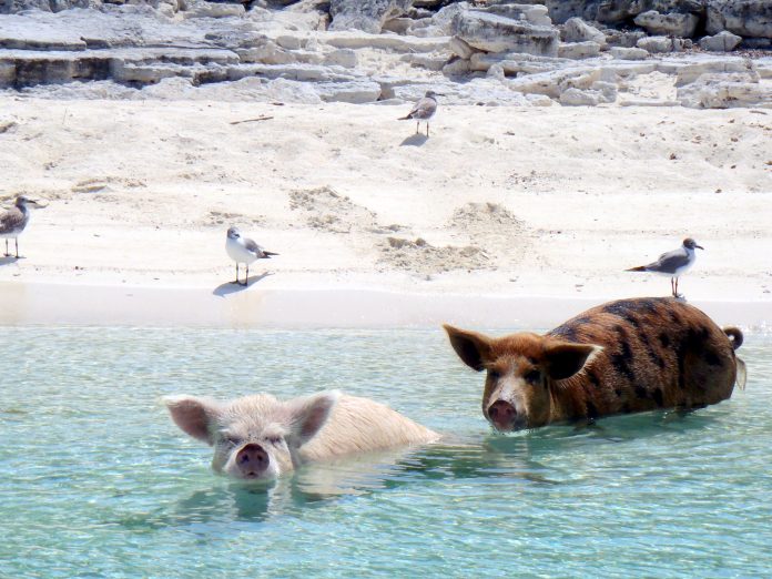 Swimming pigs