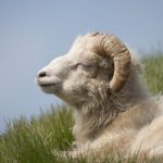 Sheep on Mykines, Faroe Islands