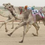 Camel racing 1