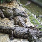 Crocodile Park 1