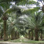 Palm Oil Production Malaysia