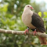 Pink Pigeon Mauritius