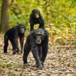 Chimpanzees Tanzania