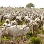 Dinka Cattle Herders 1