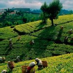 Tea Production Sri Lanka