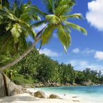 coconuts Seychelles