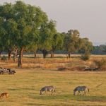 South Luangwa National Park 1