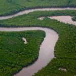 Trinidad Caroni Swamp