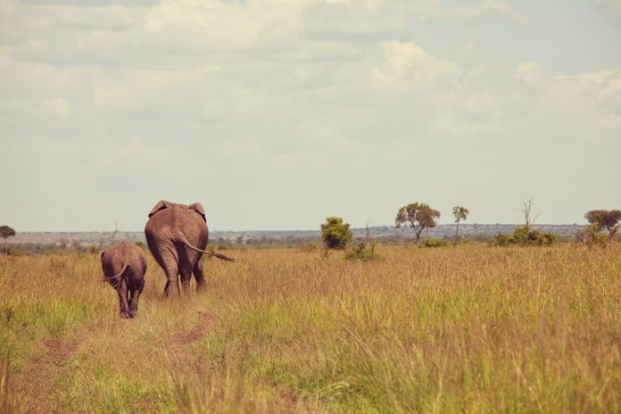 National Parks in DR Congo