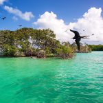 Frigatebirds and Mangroves