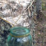 Birch Sap