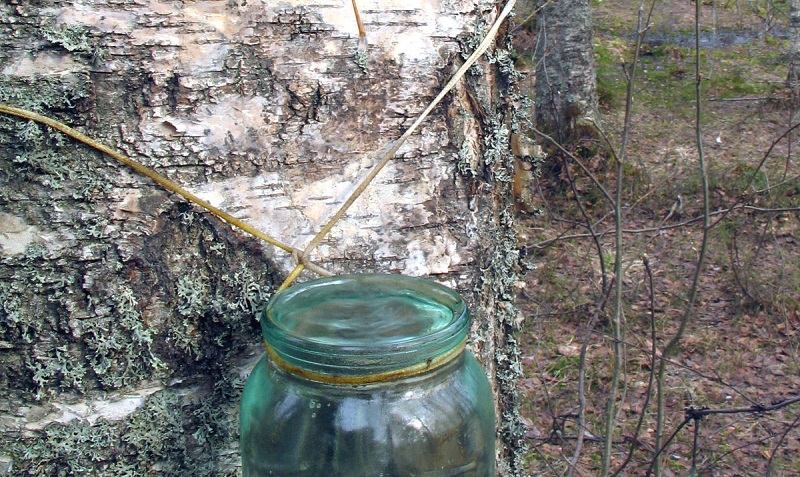 Birch Sap