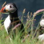 Rathlin Island and the puffins 1