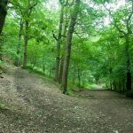 North Cliffe Woods 1
