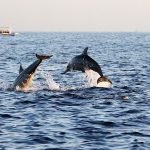 Jonian Dolphin Conservation