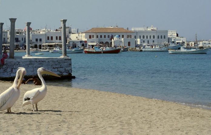 Pelicans Mykonos