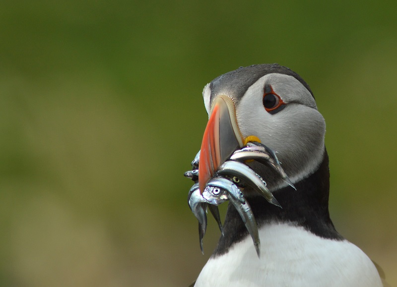 Isle of Mull Puffin Wildlife