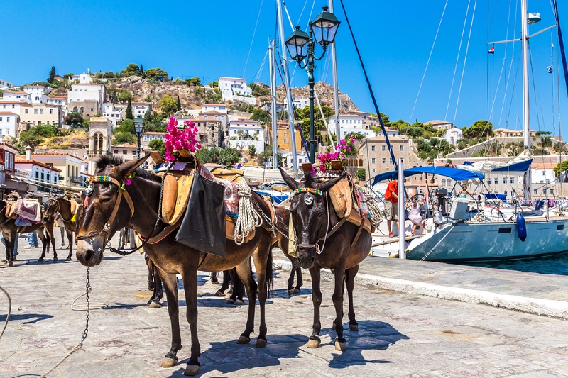 Donkeys,At,The,Hydra,Island,In,A,Summer,Day,In