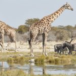 Angolan giraffes, Giraffa giraffa angolensis, and Burchell’s zebra, Equus quagga burchellii, standing in grassland near watering hole.,Namibia