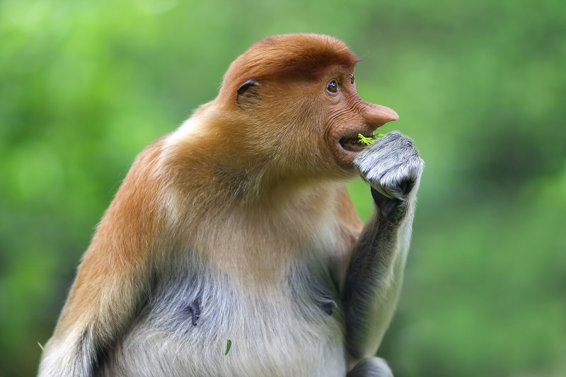 Proboscis monkey