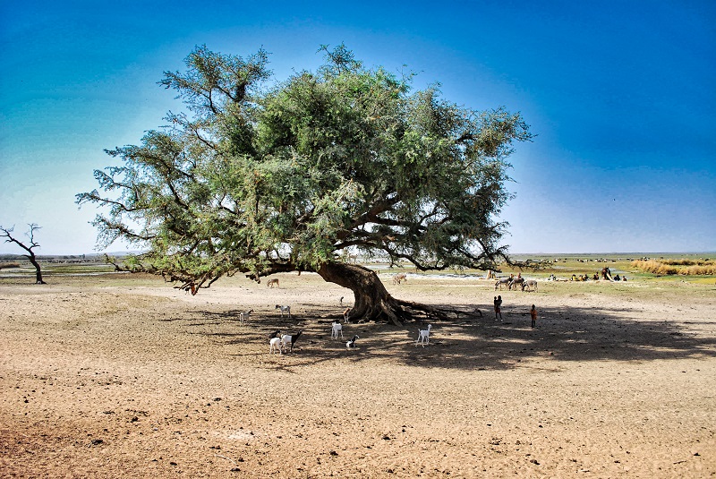 tree-in-burkina-faso