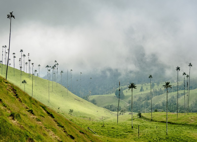 Cocora Valley near Salento in Colombia