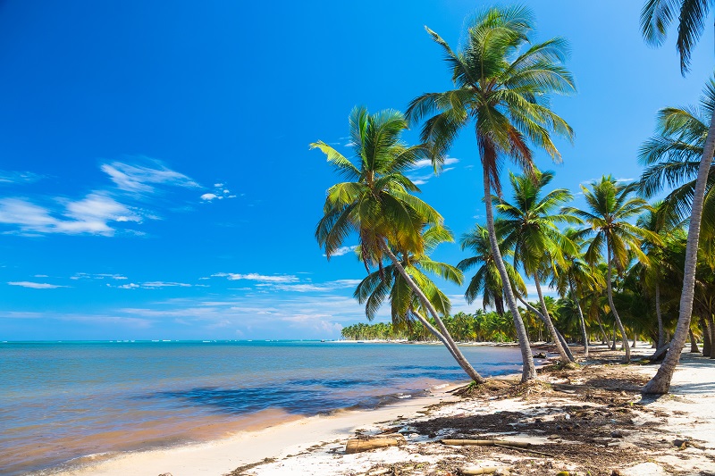 Palm trees bent over the ocean, Dominican Republic