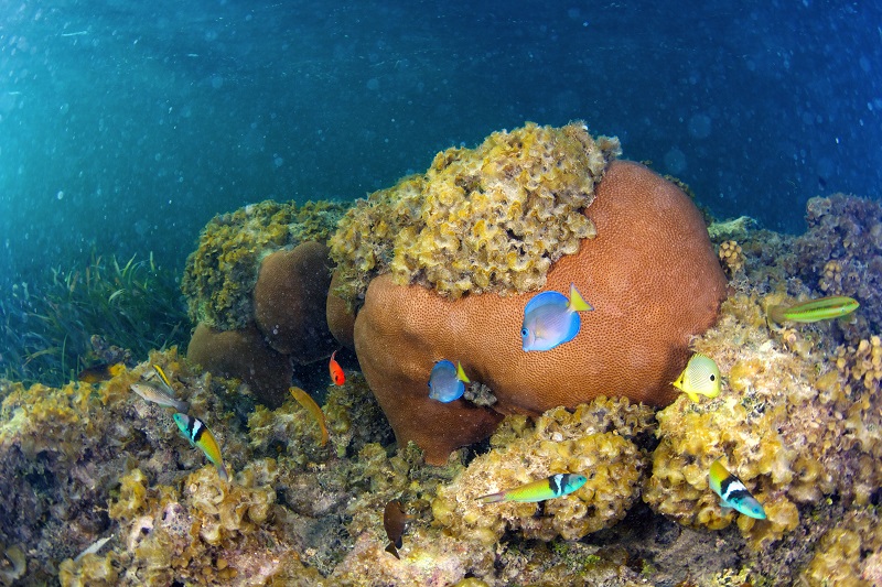 Underwater life in Dominican Republic
